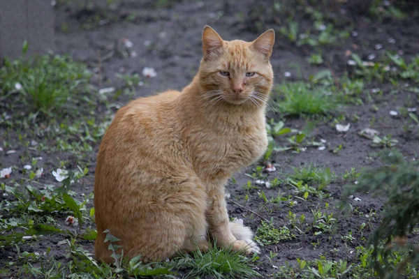 Sad homeless ginger cat near the house