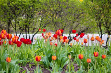 Kırmızı laleler. Bahçede..