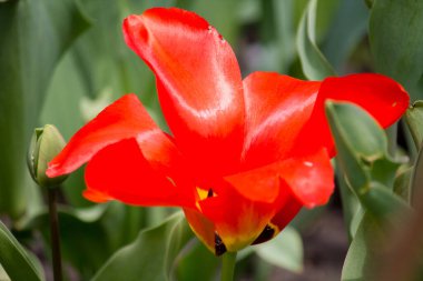 Çiçekli kırmızı lale tomurcuğu