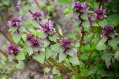 Lamium purpureum pınarı bahçede..