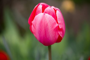 Pembe lale goncası. Yakın plan. Bahçede..