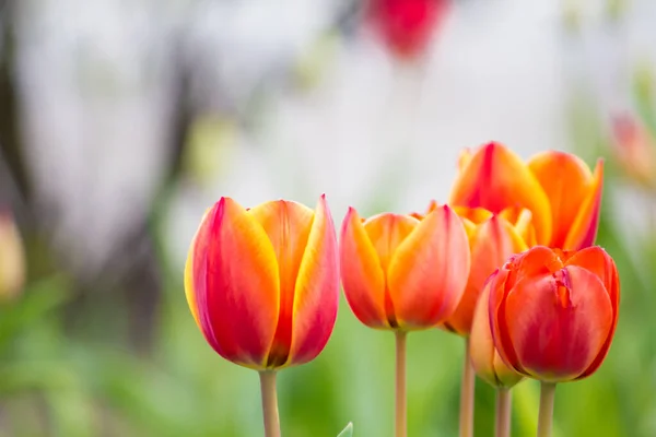 Tulipanes Rojos Cerca Jardín — Foto de Stock