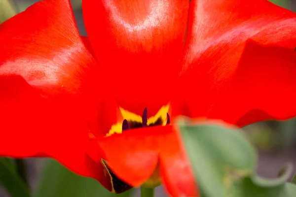 Voll Blühende Rote Tulpenblüte — Stockfoto