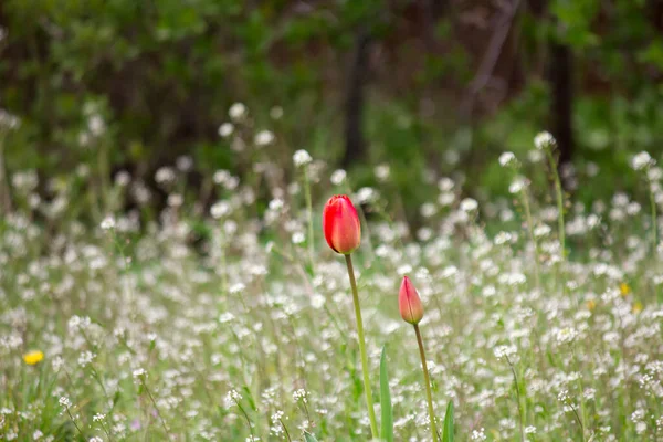 Tulipa Vermelha Solitária Campo Selvagem Com Capsella — Fotografia de Stock