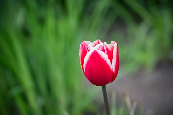 Bud Red Tulip White Border Close Triumph Garden — Stock Photo, Image