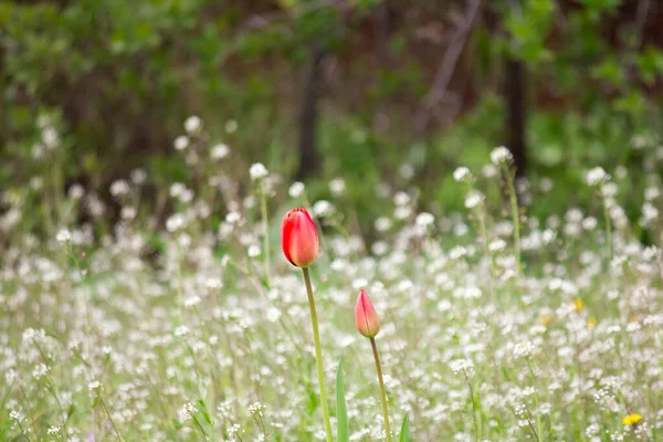 Tulipa Vermelha Solitária Campo Selvagem Com Capsella — Fotografia de Stock