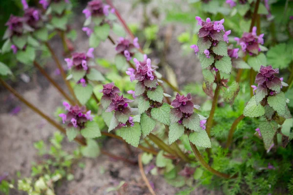 Lamium Purpureum Primavera Jardim — Fotografia de Stock