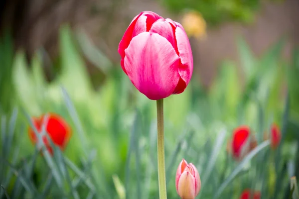 Pink Tulip Bud Close Garden — Stock Photo, Image