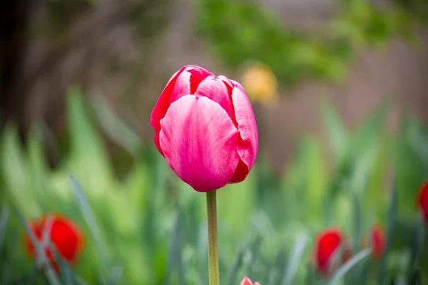 Brote Tulipán Rosa Cerca Jardín — Foto de Stock