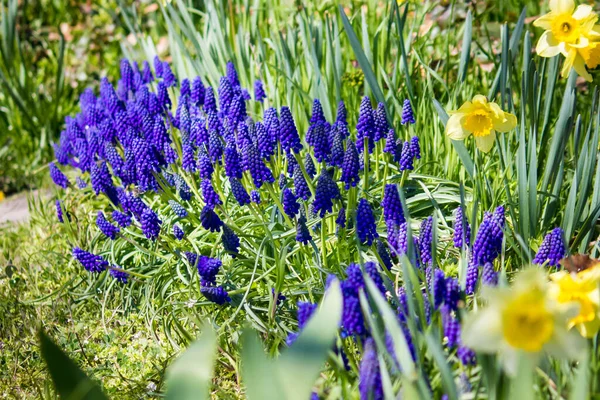 Μπλε Muscari Από Κοντά Στον Κήπο — Φωτογραφία Αρχείου