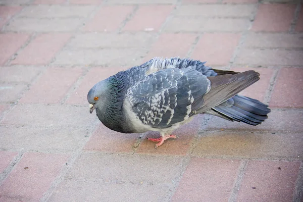 Güvercin Kaldırım Taşlarında Yiyecek Arıyor — Stok fotoğraf