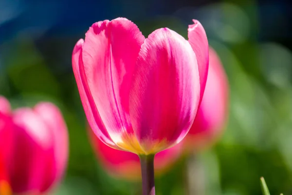 Brote Tulipán Rosa Cerca Jardín — Foto de Stock