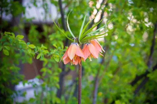 Orangenblüte Fritillaria Imperialis Garten — Stockfoto