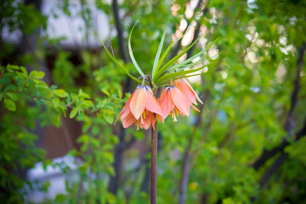 Orangenblüte Fritillaria Imperialis Garten — Stockfoto