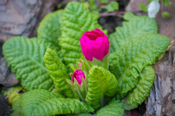 Primula Spring Violet Bud Garden — Stock Photo, Image