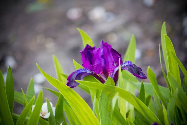 Iridodictium Voorjaar Violette Miniatuur Het Park — Stockfoto