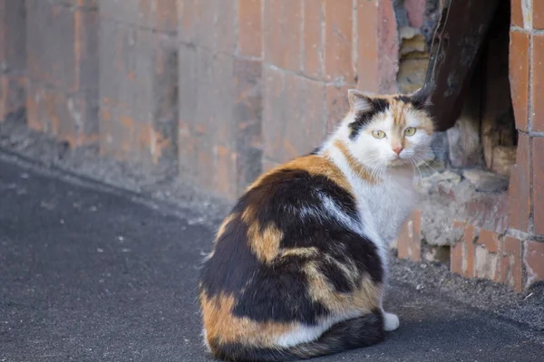 Gato Callejero Está Sentado Sótano — Foto de Stock