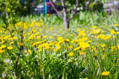 Parktaki ilk bahar karahindibaları
