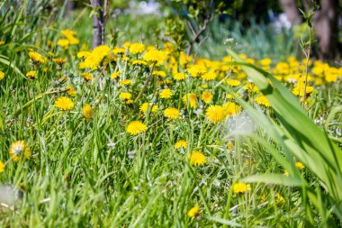 Parktaki ilk bahar karahindibaları