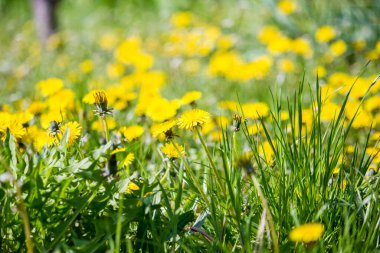 Parktaki ilk bahar karahindibaları