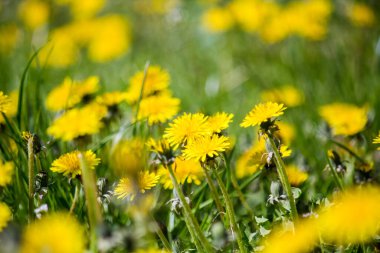 Parktaki ilk bahar karahindibaları