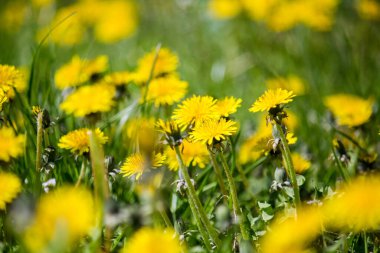 Parktaki ilk bahar karahindibaları