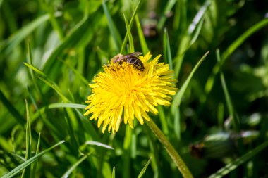 Parktaki ilk bahar karahindibaları