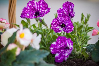 Surfinia, özel bir ampelous petunya çeşidi. İlkbaharda açar