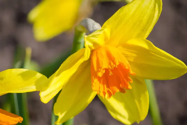 Eine Doppelte Gelbe Narzisse Garten — Stockfoto