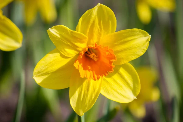 Eine Doppelte Gelbe Narzisse Garten — Stockfoto