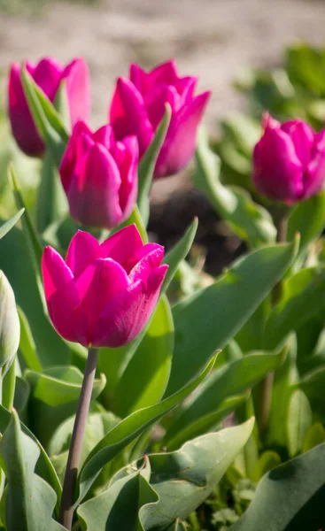 Purple Tulips Garden House Spring — Stock Photo, Image
