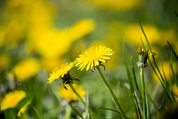 Primi Denti Leone Primaverili Nel Parco — Foto Stock