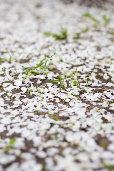 アプリコットの花びらが崩壊していた 大地は花弁で覆われ — ストック写真