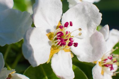 Erik çiçeği makro shot 'ı. Meyve ağaçlarının bahar çiçekleri.