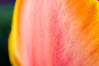 Lale yaprakları yakın plan. Makro fotoğrafçılık