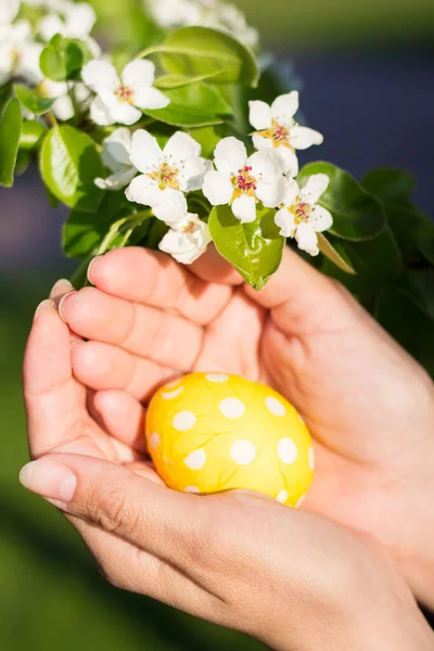 Пасхальное Яйцо Руках Цветущей Яблони — стоковое фото
