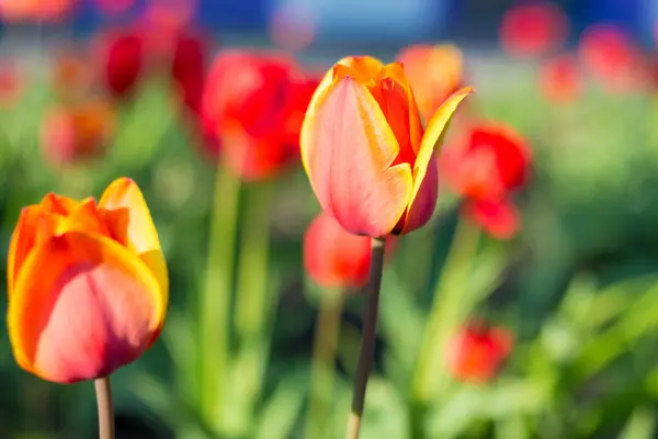 Tulipanes Rojos Cerca Jardín — Foto de Stock