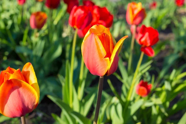 Czerwone Tulipany Bliska Ogrodzie — Zdjęcie stockowe