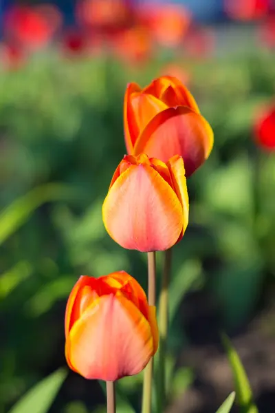 Red Tulips Close Garden — Stock Photo, Image