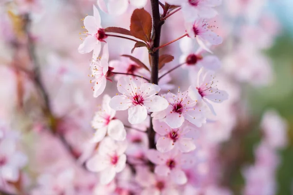 春天盛开的樱花枝条 — 图库照片