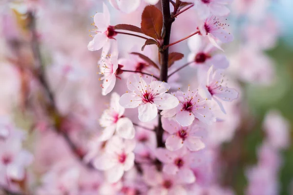 Blommande Körsbär Blommor Gren Våren — Stockfoto