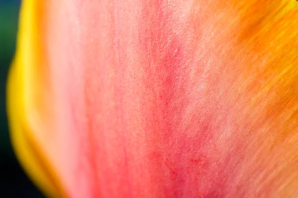 Pétalas Tulipa Perto Fotografia Macro — Fotografia de Stock