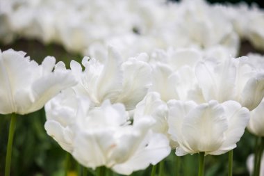 Yağmurdan sonra beyaz laleler. Yakın plan..