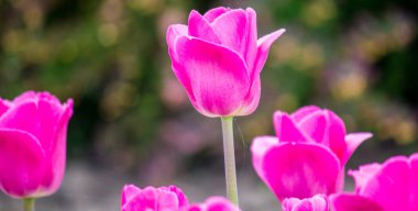 Baharda evin yakınındaki bahçede mor laleler.