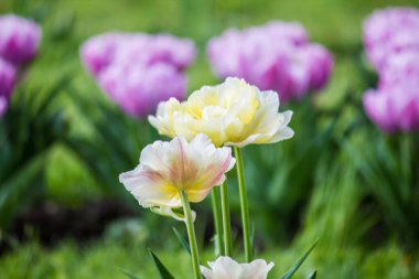 Baharda evin yakınındaki bahçede laleler.