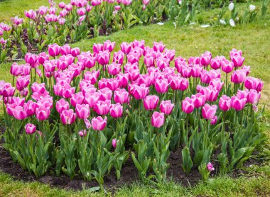 Yağmurdan sonra mor-kırmızı laleler.