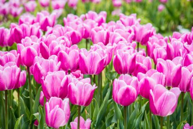 Yağmurdan sonra mor-kırmızı laleler. Yakın plan..