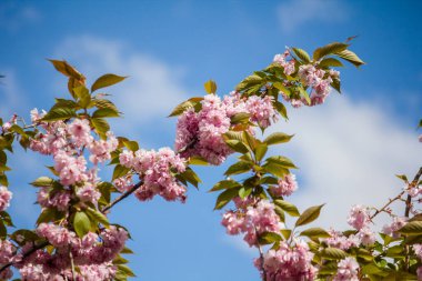 Sakura dalları yakın plan. Pembe dallar.