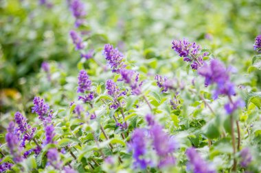 Kiev 'deki botanik bahçesinde bahar. Çiçekler, yeşil çimenler ve yapraklar
