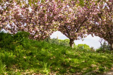 Kiev 'deki botanik bahçesinde bahar. Çiçekler, yeşil çimenler ve yapraklar
